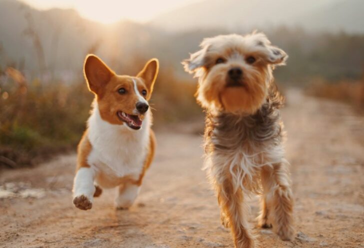 röntgen hund