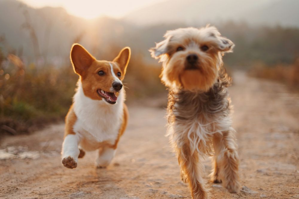 röntgen hund